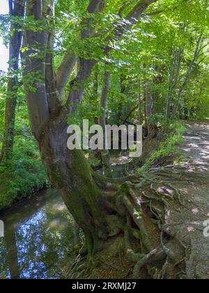 Scorre attraverso una foresta, la foresta di tranquille, Maisinger SEE, l'alta Baviera, la Baviera, Germania, Europa Foto Stock