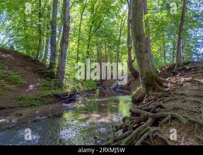 Scorre attraverso una foresta, la foresta di tranquille, Maisinger SEE, l'alta Baviera, la Baviera, Germania, Europa Foto Stock