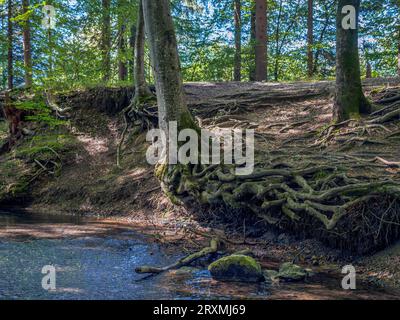 Scorre attraverso una foresta, la foresta di tranquille, Maisinger SEE, l'alta Baviera, la Baviera, Germania, Europa Foto Stock