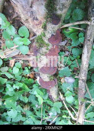 Funghi chaga, noti anche come Inonotus obliquus, su un tronco di albero nella foresta. Protezione dell'ambiente. Foto Stock