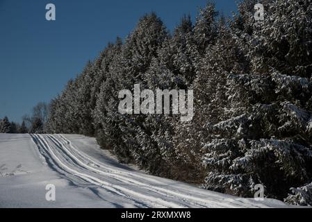 Alberi di pino innevati su strade di campagna Foto Stock
