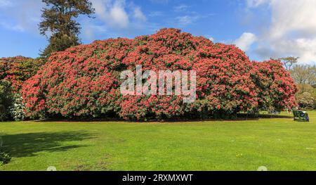 I fiori rossi brillanti di un Rhododendron 'Cornish Red' (Rhododendron ponticum X arboreum) presso i Lost Gardens di Heligan, Cornovaglia, Inghilterra, Regno Unito Foto Stock