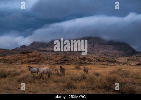 Un branco di cavalli pascolano ai piedi delle montagne rocciose autunnali nel tratto Bektau Ata nel Kazakistan centrale Foto Stock