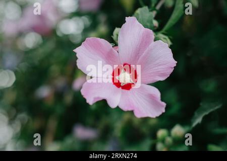 Bellissimo fiore rosa di Hibiskus in un giardino estivo. Primo piano. Foto Stock