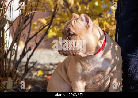 Ritratto di un cucciolo bullo americano seduto accanto al proprietario, allevatore, gestore. Passeggiata autunnale con un cane per strada. Addestramento all'obbedienza del cane. Foto Stock