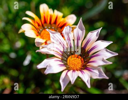 Un primo piano di due fiori di gazania in un giardino privato, Uniondale, Western Cape. Foto Stock