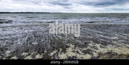 Le Crotoy, Baie de somme, somme, Hauts-de-France, Francia Foto Stock