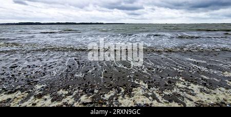 Le Crotoy, Baie de somme, somme, Hauts-de-France, Francia Foto Stock