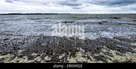 Le Crotoy, Baie de somme, somme, Hauts-de-France, Francia Foto Stock