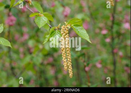 La betulla gialla (Betula alleghaniensis) è un albero deciduo originario del Nord America. Fiori maschi dettaglio. Foto Stock