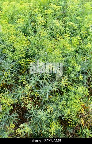 Gran Egret Ardea Alba Perenne En Un Refugio De Aves Imagen De Archivo - Foto 12