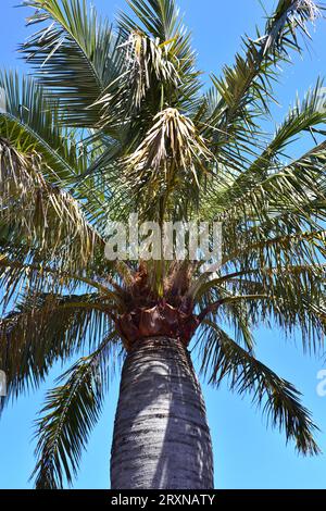 Palma chilena (Jubaea chilensis) è una palma endemica del Cile centrale. I suoi frutti sono commestibili. Foto Stock