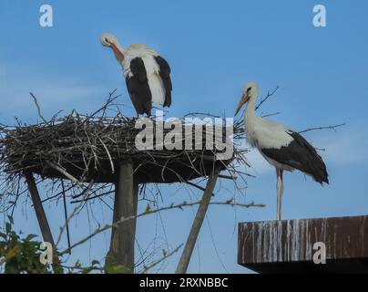 Due gambi su un nido in un santuario delle cicogne contro un cielo azzurro Foto Stock