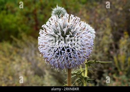 L'Echinops spinosissimus è una pianta perenne originaria dell'Europa sudorientale e dell'Africa settentrionale. Dettagli sull'infiorescenza. Foto Stock