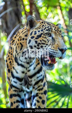 jaguar maschio adulto Foto Stock