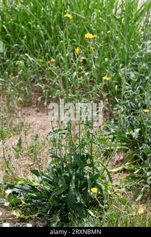 La lingua di bue (Picris echioides o Helminthotheca echioides) è una pianta annuale o biennale originaria del bacino mediterraneo e naturalizzata nel centro Foto Stock