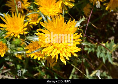 Lo Scolymus grandiflorus è una pianta spinosa annuale o perenne originaria del bacino mediterraneo. Dettaglio di infiorescenza. Foto Stock