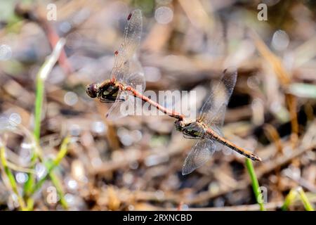 Grandi Damselflies rosso Foto Stock