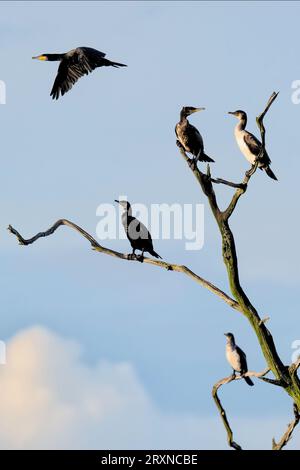 I cormorani che arrivano a vagare su un albero morto a Titchwell Marsh, nel Norfolk Foto Stock