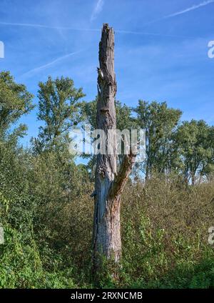 Prezioso albero di legno di deadwood nella riserva naturale di Urdenbacher Kaempe, pianura fluviale del Reno, Duesseldorf-Urdenbach, Germania Foto Stock