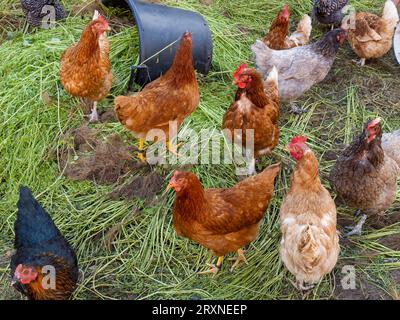 Polli allevati all'aperto e erba verde in una piccola azienda agricola, Germania Foto Stock