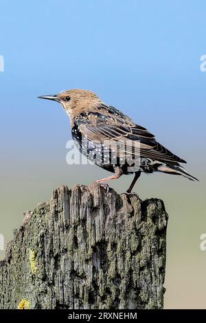 Il piumaggio multicolore dello starling Foto Stock