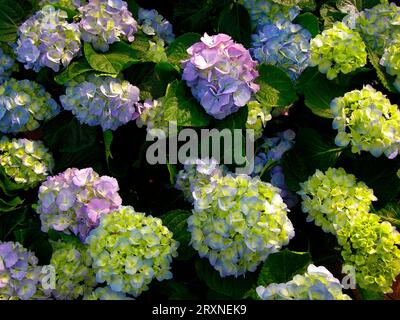 Hydrangea, Hydrangea multicolore, Hydrangea marcrophylla blu rosa Foto Stock