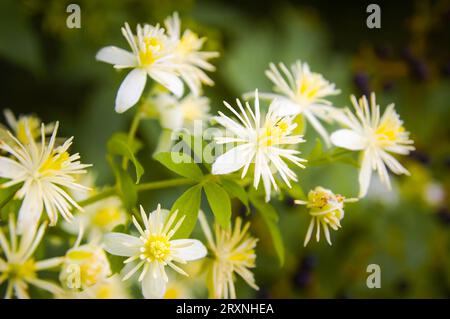 Primo piano della barba del Vecchio (Clematis Vitalba) o dei fiori sotto il caldo sole italiano Foto Stock