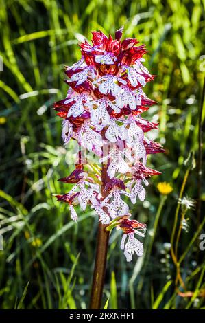 Orchidea palustre rossa e bianca in un prato nella campagna italiana Foto Stock