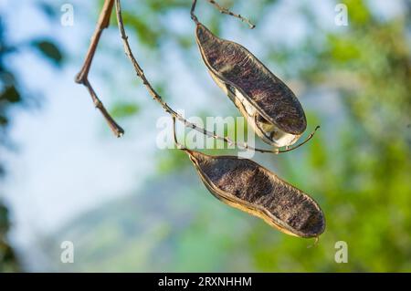 Due secca Cialde di acacia con semi all'interno Foto Stock