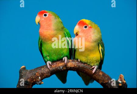 Peach-di fronte Innamorati (Agapornis roseicollis) Foto Stock