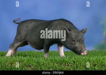 Mini maiale, 3 mesi, maiale domestico, maiale, maiali, maiale nano, mini pugile Foto Stock