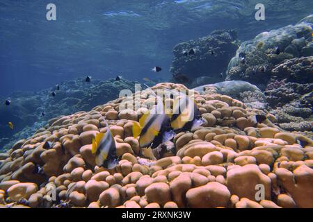 Tre esemplari di pesce striscione di mare rosso (Heniochus intermedius) su coralli sassosi (Acropora), sito di immersione House Reef, Mangrove Bay, El Quesir, Mar Rosso Foto Stock