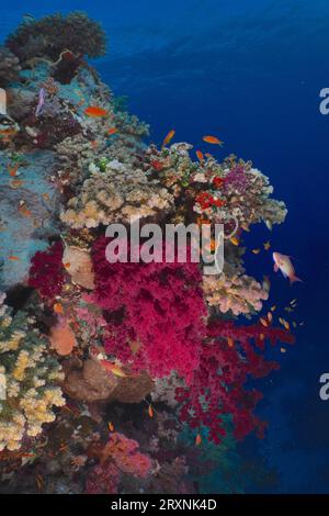 Corallo degli alberi di Klunzinger (Dendronephthya klunzingeri) e coralli sassosi (Acropora), sito di immersione Dangerous Reef, St Johns Reef, Saint Johns, Mar Rosso, Egitto Foto Stock