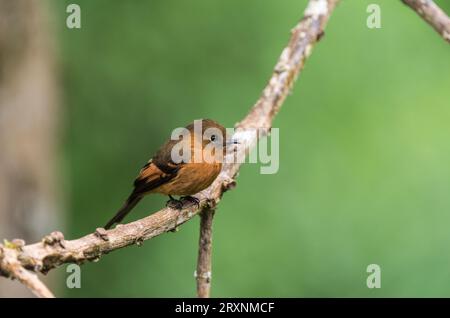 Flycatcher di cannella (Pyrrhomyias cinnamomeus) arroccato su un albero a San Isidro Lodge, Ecuador Foto Stock