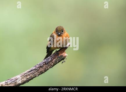 Flycatcher di cannella (Pyrrhomyias cinnamomeus) arroccato su un albero a San Isidro Lodge, Ecuador Foto Stock