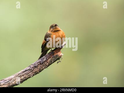 Flycatcher di cannella (Pyrrhomyias cinnamomeus) arroccato su un albero a San Isidro Lodge, Ecuador Foto Stock