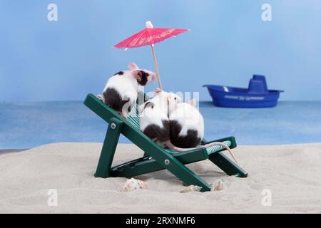 Topi domestici su sedia a sdraio, topi colorati su sedia a sdraio, interni, studio Foto Stock