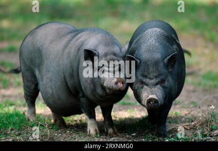 Coppia vietnamita di maiali con abbellimento di vaso, maiali vietnamiti con abbellimento di vaso, coppia, maiali vietnamiti con abbellimento di vaso, maiali, maiali, maiali domestici Foto Stock