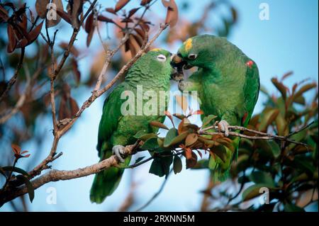 Amazzoni con corona gialla, coppia, Venezuela (Amazona ochrocephala ochrocephala) Foto Stock