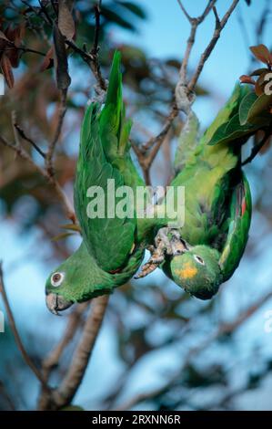 Amazzoni con corona gialla, coppia, Venezuela (Amazona ochrocephala ochrocephala) Foto Stock