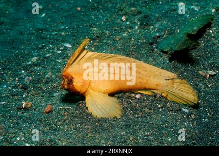 Pesci foglia, stretto di Lembeh, Indonesia (Ablabys), pesci foglia, stretto di Lembeh, Indonesia Foto Stock