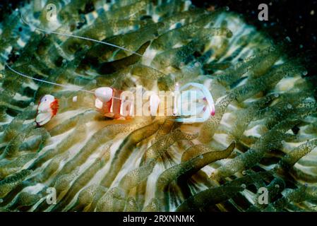 Gamberetti in vetro anemone (Periclimenes brevicarpalis), stretto di Lembeh, Indonesia Foto Stock