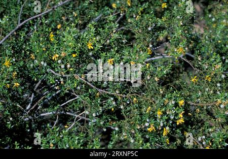 Creosote Bush (Larrea tridentata), Sonora Desert, Arizona, USA Foto Stock