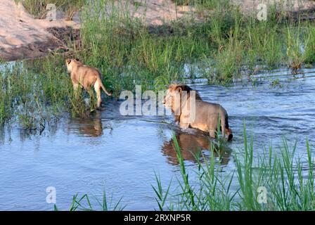 Leoni africani (Panthera leo), coppia che attraversa il fiume, Sabie Sand Game Reserve, leoni nian sudafricani, coppia che attraversa il fiume, Sabie Sand Game Reserve Foto Stock