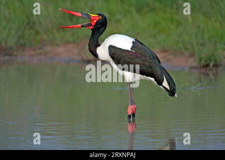 Cicogne (Ephippiorhynchus senegalensis), Sabi Sand Game Reserve, Sudafrica, Side Foto Stock