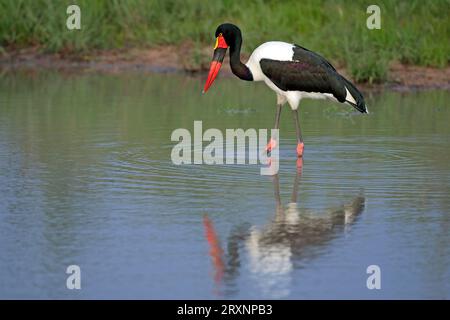 Cicogne (Ephippiorhynchus senegalensis), Sabi Sand Game Reserve, Sudafrica, Side Foto Stock