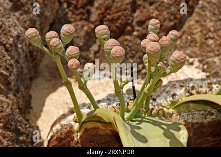 Welwitschia (Welwitschia mirabilis), femmina, deserto del Namib, Namibia Foto Stock