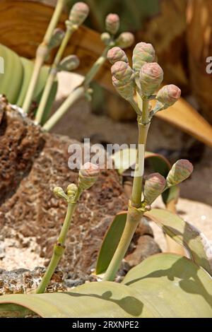 Welwitschia (Welwitschia mirabilis), femmina, deserto del Namib, Namibia Foto Stock