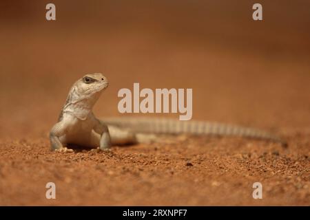 Deserto iguana (Dipsosaurus dorsalis) Foto Stock